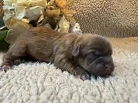 Olivia (yellow), a female Shih Tzu for sale in Boaz, AL – Photo 1 of 9