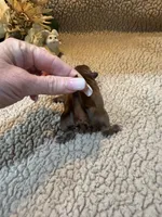 Olivia (yellow), a female Shih Tzu for sale in Boaz, AL – Photo 2 of 9