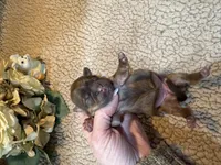 Olivia (yellow), a female Shih Tzu for sale in Boaz, AL – Photo 3 of 9