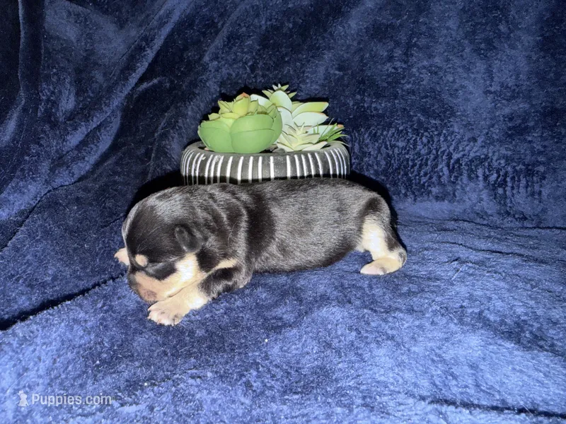 Venus  – Miniature Schnauzer puppy for sale in Boaz, AL