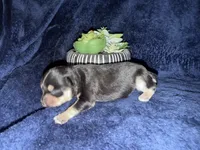Venus , a female Miniature Schnauzer for sale in Boaz, AL – 9 of 9