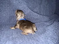 Dean , a male Miniature Schnauzer for sale in Boaz, AL – 1 of 7