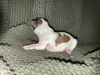 Grayson , a male Shih Tzu for sale in Boaz, AL – 7 of 10