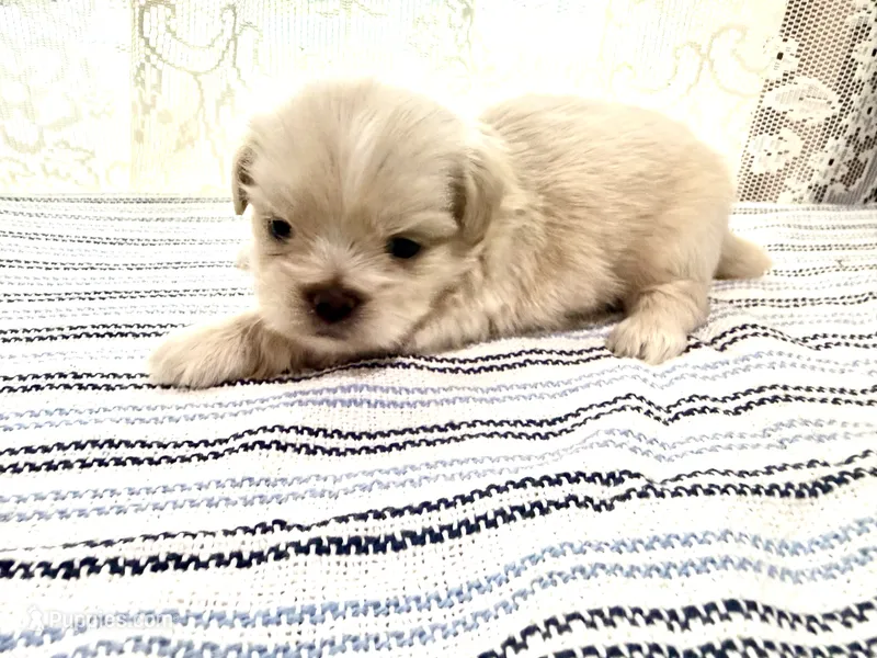 Daemond  – Shih Tzu puppy for sale in Boaz, AL