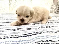 Daemond , a male Shih Tzu for sale in Boaz, AL – 1 of 5