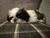Lucy, a female Shih Tzu for sale in Boaz, AL – Photo 4 of 5