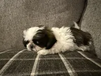 Lucy, a female Shih Tzu for sale in Boaz, AL – Photo 2 of 5