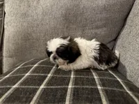 Lucy, a female Shih Tzu for sale in Boaz, AL – Photo 3 of 5