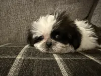 Lucy, a female Shih Tzu for sale in Boaz, AL – Photo 1 of 5