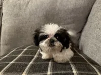 Lucy, a female Shih Tzu for sale in Boaz, AL – Photo 5 of 5