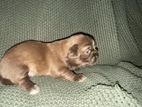 Ramsey , a male Shih Tzu for sale in Boaz, AL – 3 of 10