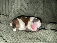 Grayson , a male Shih Tzu for sale in Boaz, AL – 1 of 10