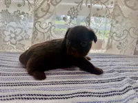 Jacaerys , a male Shih Tzu for sale in Boaz, AL – 8 of 10