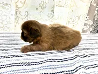 Viserys , a male Shih Tzu for sale in Boaz, AL – 8 of 8