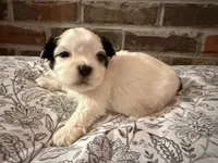 Johnny, a male Shih Tzu for sale in Boaz, AL – Photo 6 of 9