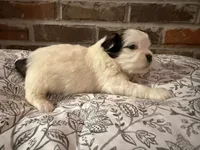 Johnny, a male Shih Tzu for sale in Boaz, AL – Photo 1 of 9