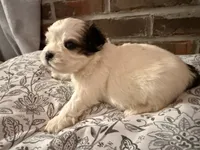 Johnny, a male Shih Tzu for sale in Boaz, AL – Photo 2 of 9