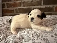 Johnny, a male Shih Tzu for sale in Boaz, AL – Photo 3 of 9