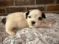 Johnny, a male Shih Tzu for sale in Boaz, AL – Photo 8 of 9