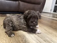 Aphrodite , a female Miniature Schnauzer for sale in Boaz, AL – 7 of 10