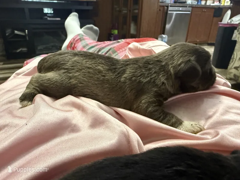 Aphrodite  – Miniature Schnauzer puppy for sale in Boaz, AL