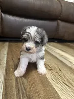 Blue Merle, a male Miniature Schnauzer for sale in Boaz, AL – 6 of 6