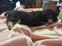 Titan , a male Miniature Schnauzer for sale in Boaz, AL – 3 of 7