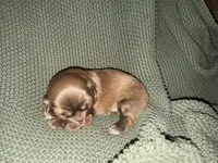 Ramsey , a male Shih Tzu for sale in Boaz, AL – 10 of 10