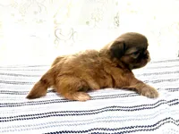 Viserys , a male Shih Tzu for sale in Boaz, AL – 6 of 8