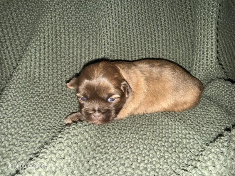Reign  – Shih Tzu puppy for sale in Boaz, AL