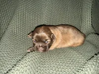 Reign , a female Shih Tzu for sale in Boaz, AL – 8 of 9