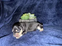 Venus , a female Miniature Schnauzer for sale in Boaz, AL – 2 of 9