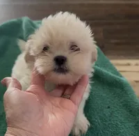 Aemond , a male Shih Tzu for sale in Boaz, AL – 2 of 4