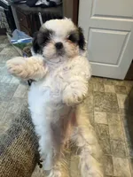 Minnie , a female Shih Tzu for sale in Boaz, AL – 4 of 5