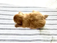 Viserys , a male Shih Tzu for sale in Boaz, AL – 5 of 8