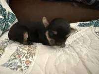 Zeus, a male Yorkshire Terrier for sale in Boaz, AL – Photo 6 of 6