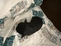 Zeus, a male Yorkshire Terrier for sale in Boaz, AL – Photo 1 of 6