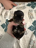 Zeus, a male Yorkshire Terrier for sale in Boaz, AL – Photo 2 of 6