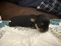 Zeus, a male Yorkshire Terrier for sale in Boaz, AL – Photo 3 of 6