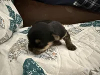 Zeus, a male Yorkshire Terrier for sale in Boaz, AL – Photo 5 of 6