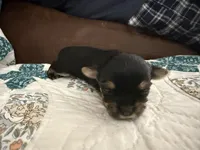 Zeus, a male Yorkshire Terrier for sale in Boaz, AL – Photo 4 of 6