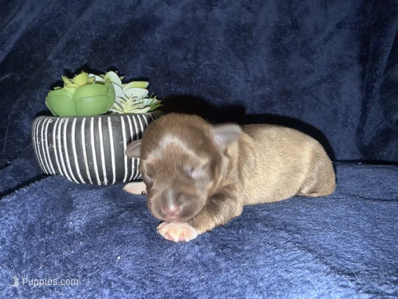 Aphrodite  – Miniature Schnauzer puppy for sale in Boaz, AL