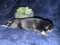 Apollo , a male Miniature Schnauzer for sale in Boaz, AL – 5 of 8