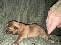 Ramsey , a male Shih Tzu for sale in Boaz, AL – 6 of 10