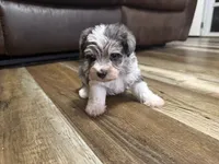 Blue Merle, a male Miniature Schnauzer for sale in Boaz, AL – 4 of 6