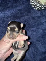 Venus , a female Miniature Schnauzer for sale in Boaz, AL – 3 of 9