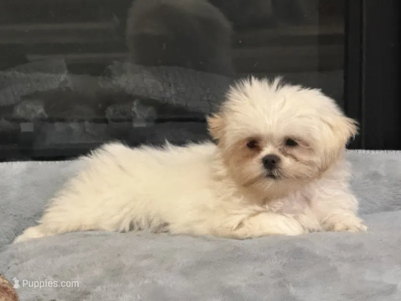 Aemond  – Shih Tzu puppy for sale in Boaz, AL