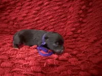 Marilyn , a female Miniature Schnauzer for sale in Boaz, AL – 2 of 8