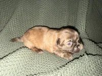 Reign , a female Shih Tzu for sale in Boaz, AL – 5 of 9