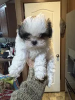 Minnie , a female Shih Tzu for sale in Boaz, AL – 1 of 5